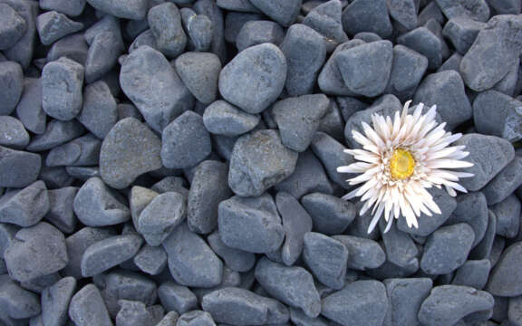 Dekorstein Dark Grey