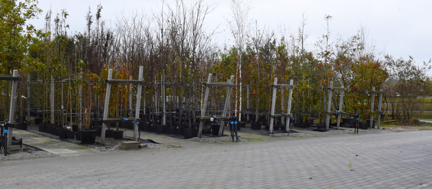 Gangbaneheller planteskole Hermansen Planter 5