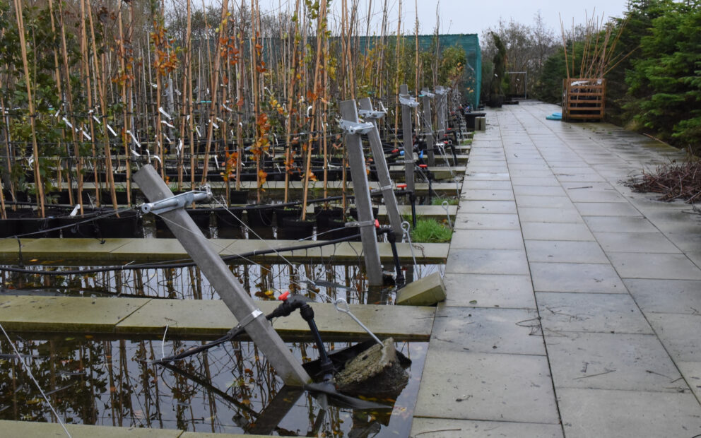 Gangbaneheller planteskole Hermansen Planter 3