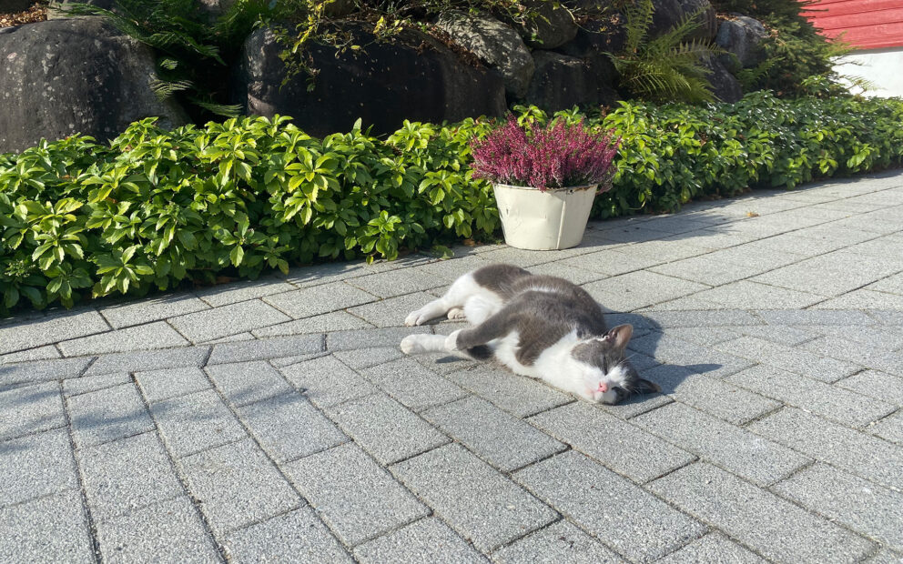 Enkelt vedlikehold pa gardsplassen new