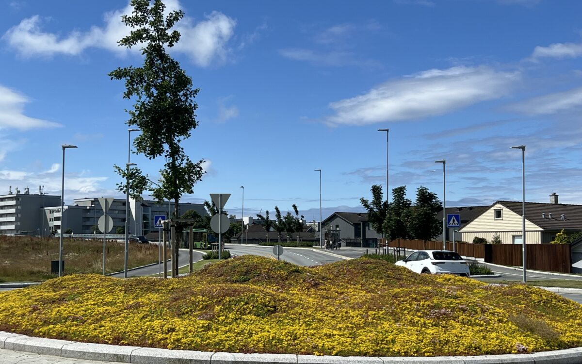 Blågrønt tiltak sedum Stavanger