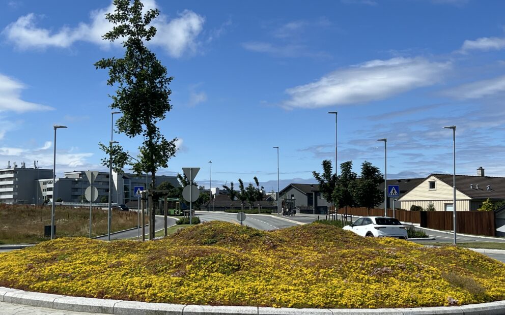 Blågrønt tiltak sedum Stavanger