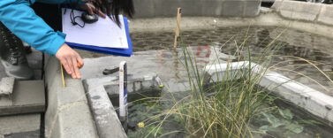 Masterstudent Alma regnbed 15